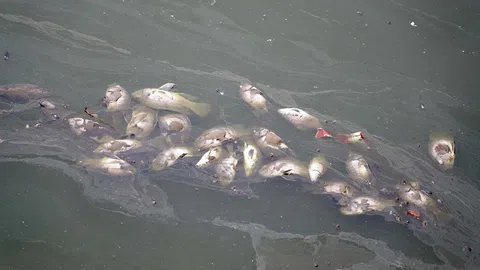 Hà Nội: Công viên Thiên văn học “bốc mùi” vì cá chết hàng loạt
