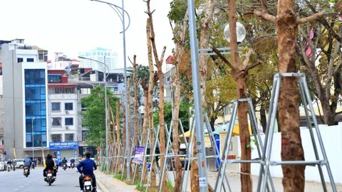 Hà Nội: Hàng chục cây xanh chết khô trên con đường trăm tỷ