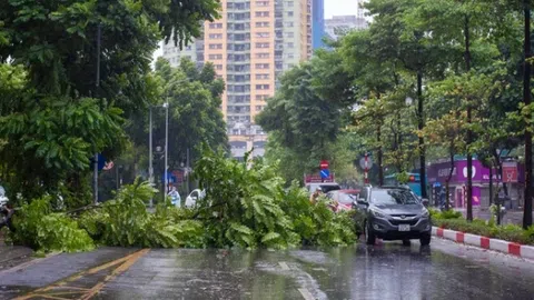 Khu danh thắng Tràng An muốn mua cây bị siêu bão Yagi quật đổ về chăm sóc