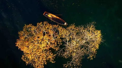 Bức tranh lá vàng đẹp "đốn tim" của suối Tía hồ Tuyền Lâm