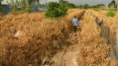 Làng đào Nhật Tân trồng hoa cúc, su hào để bán Tết