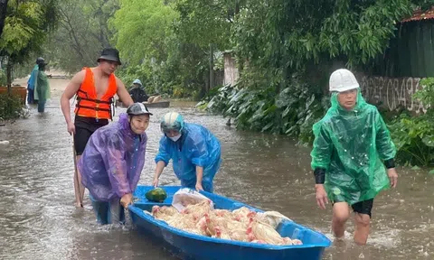 Hậu bão lũ: Nhiều chủ chăn nuôi đau đớn trước thiệt hại tài sản nặng nề