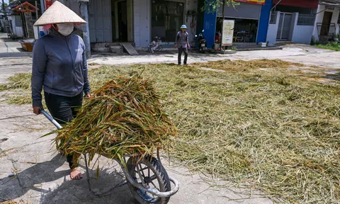 Hà Nội: Cánh đồng thành biển nước, người dân mất trắng vụ mùa