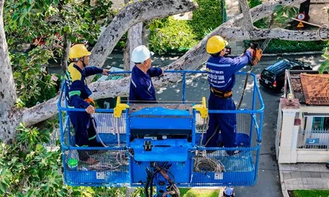 TP.HCM: Thay thế hơn 2.700 cây xanh, bảo đảm an toàn mùa mưa bão