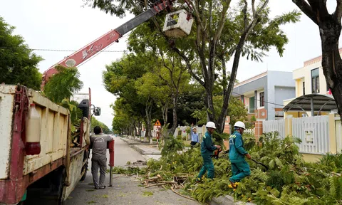 Hà Nội: Yêu cầu xử lý triệt để cây gãy đổ sau bão Yagi