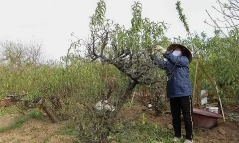 Làng đào Nhật Tân tất bật tuốt lá, chuẩn bị hàng Tết