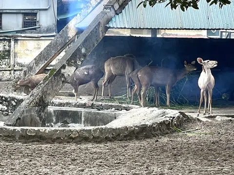 Thực hư thông tin đàn thú gầy trơ xương trong giá rét ở Vườn thú Thủ Lệ