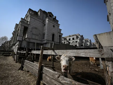 Hàng trăm căn biệt thự bị bỏ hoang ở Trung Quốc bỗng nhiên biến thành... chuồng bò