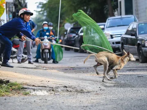 TP. HCM: Triển khai các đội bắt chó thả rông tại 59 phường xã