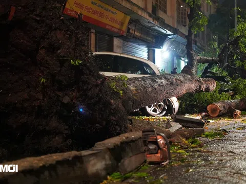  Hà Nội:  Xuyên đêm “giải cứu” loạt xe sang bị cây đè trúng sau mưa lớn