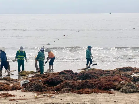 Bãi biển Đồ Sơn bị hơn 100 tấn rong biển “tấn công” trước kỳ nghỉ lễ