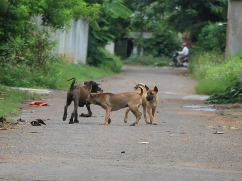 56 ca tử vong vì bệnh dại: Không chủ quan, lơ là