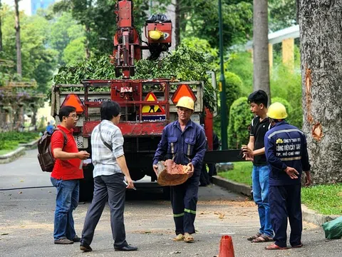 Sự cố cành cây gãy, khiến 5 người thương vong:  Ai phải chịu trách nhiệm?