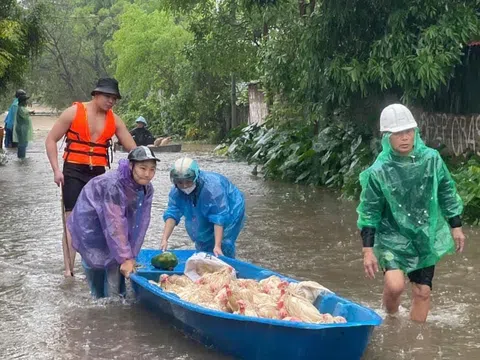 Hậu bão lũ: Nhiều chủ chăn nuôi đau đớn trước thiệt hại tài sản nặng nề