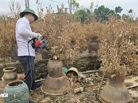 Người nông dân khóc ròng chặt bỏ vườn đào, quất tiền tỷ chết sau bão lũ