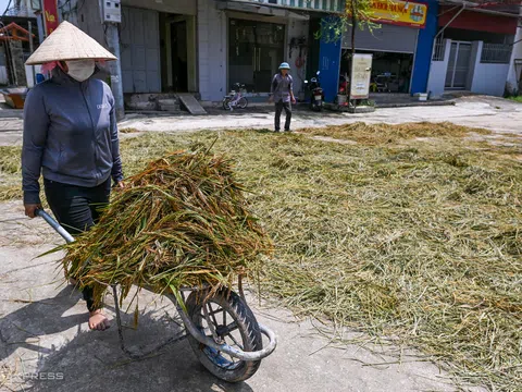 Hà Nội: Cánh đồng thành biển nước, người dân mất trắng vụ mùa