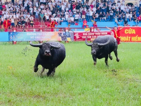 Có nên giữ những lễ hội phản cảm để đảm bảo yếu tố truyền thống?