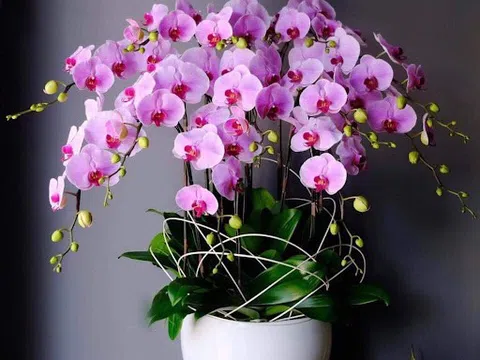 #10 shop hoa lan Hà Nội, giỏ hoa đẹp biếu tặng đối tác