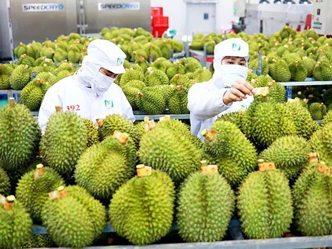 Việt Nam trở thành nhà xuất khẩu rau quả lớn thứ 2 vào thị trường Trung Quốc